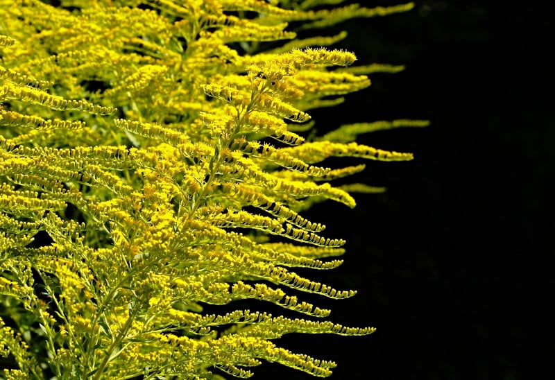 Apartment-Friendly Plants