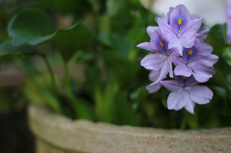 Upcycled Garden Pots